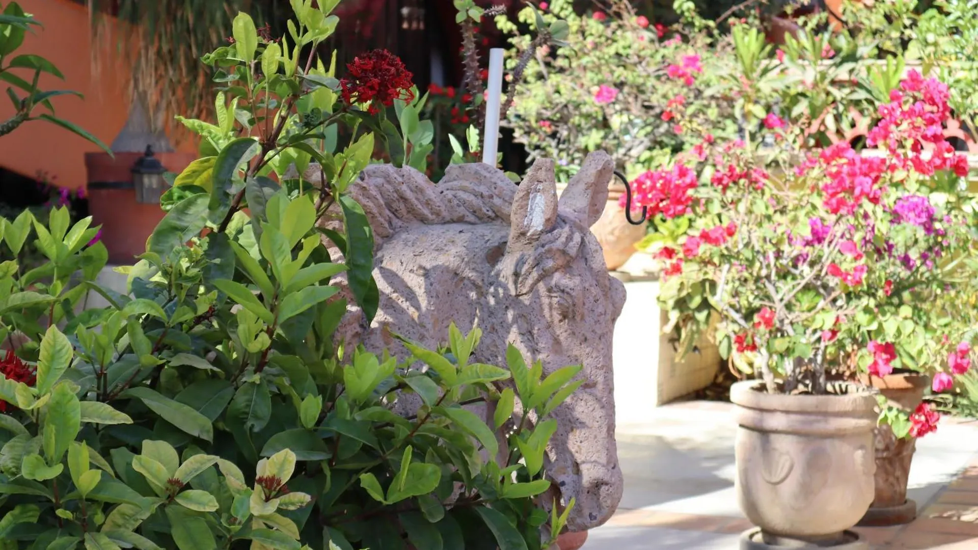 Collection O Casa Bella Hotel Boutique, Cabo San Lucas